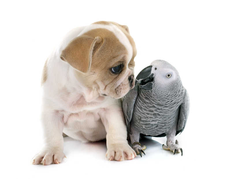 宠物狗狗与灰色鹦鹉