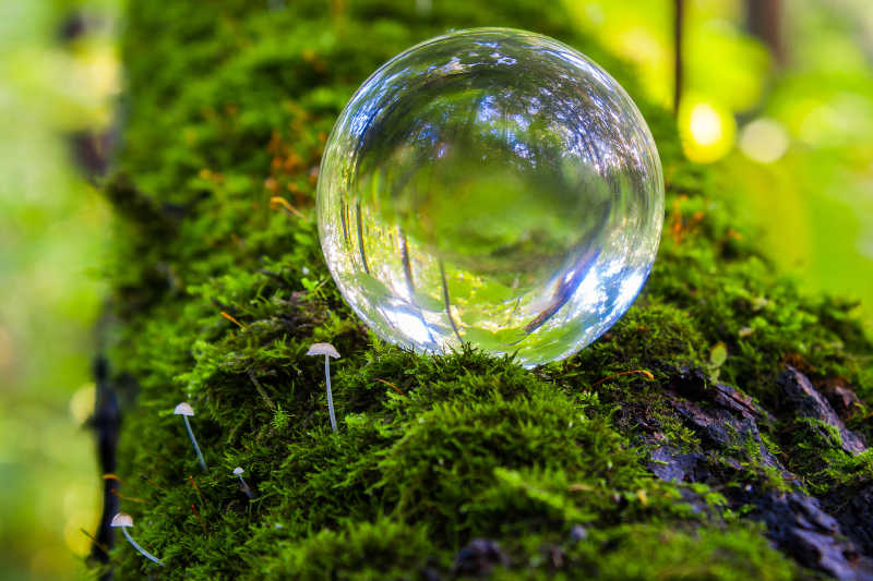 大自然森林中树木上的水晶球