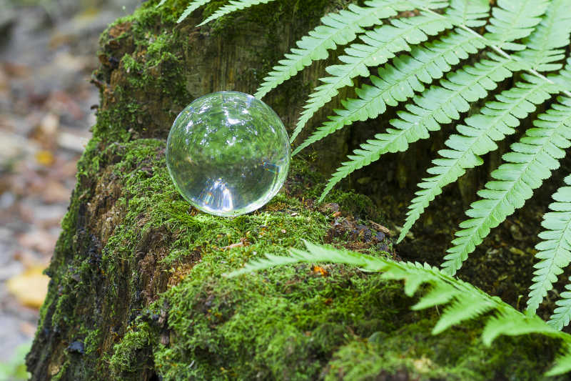 森林中木桩上的水晶球