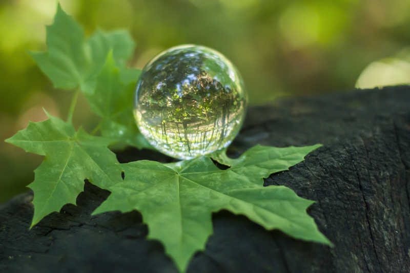 绿叶上透彻的水晶球