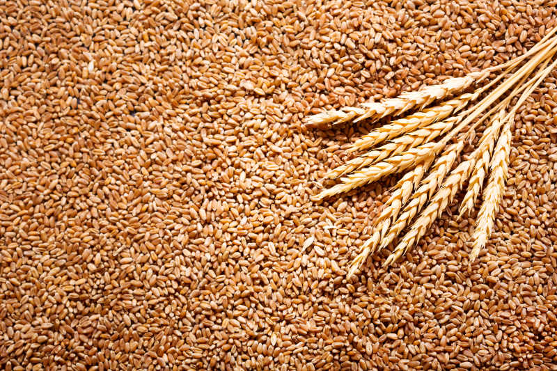 小麦穗粒上的小麦穗