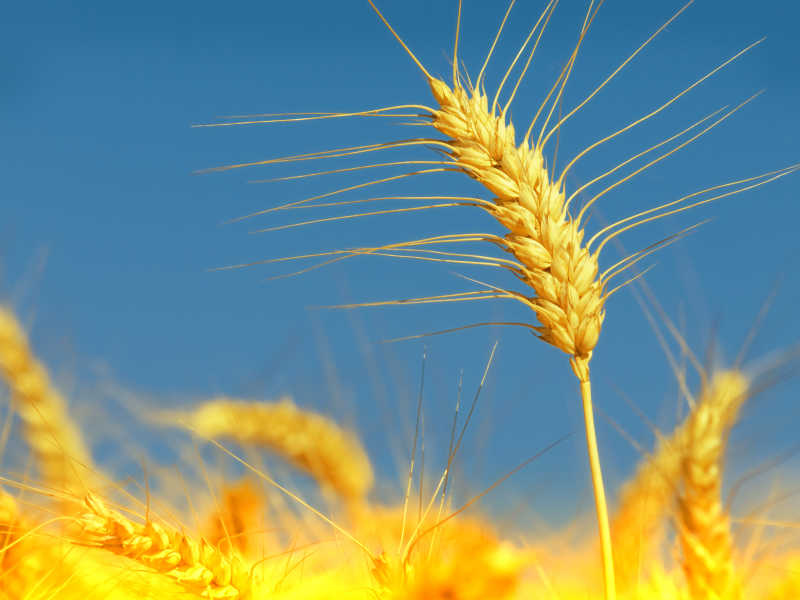 收获季节的金色小麦