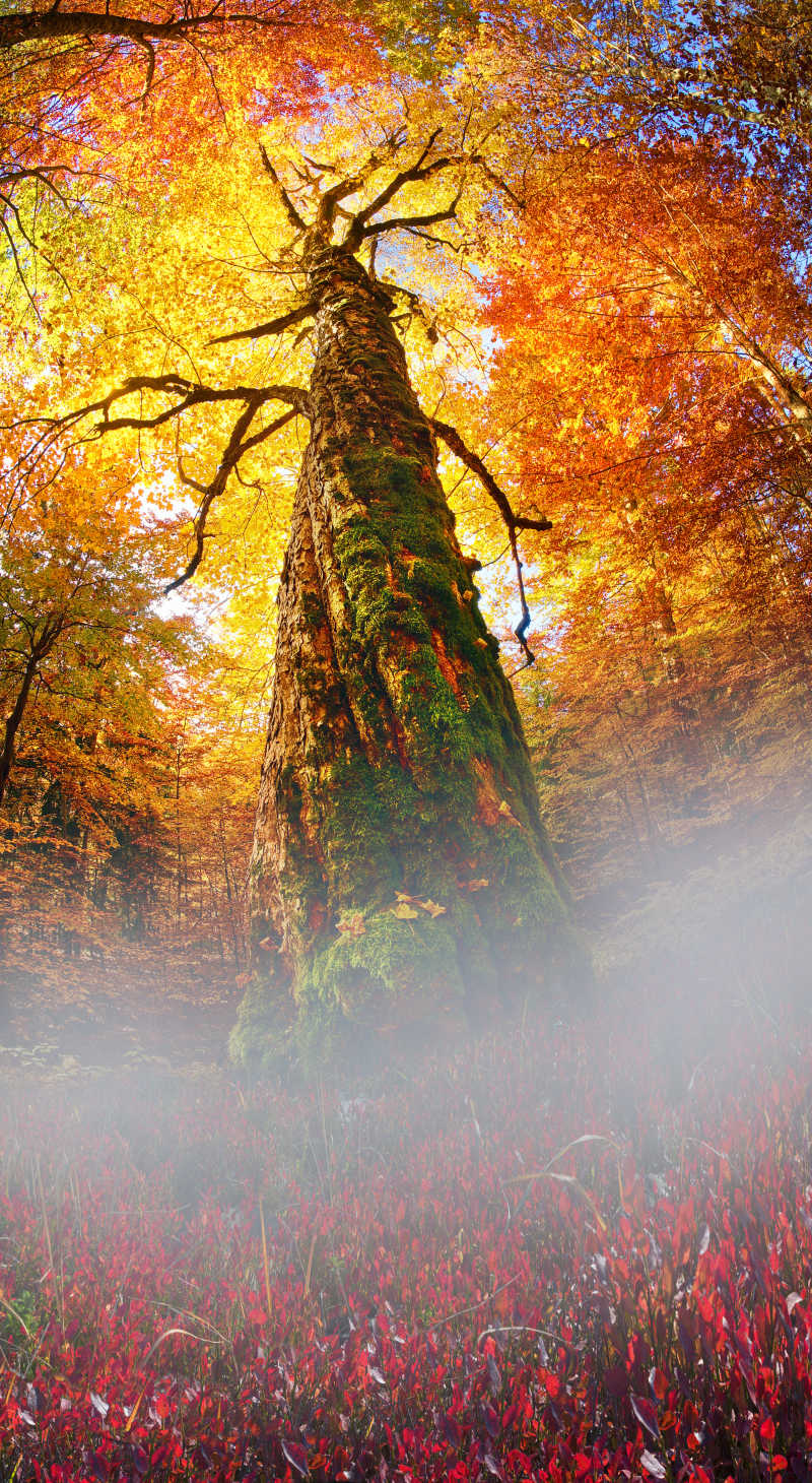 金山毛榉林秋季自然风景
