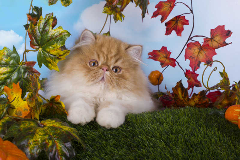 秋季的波斯猫
