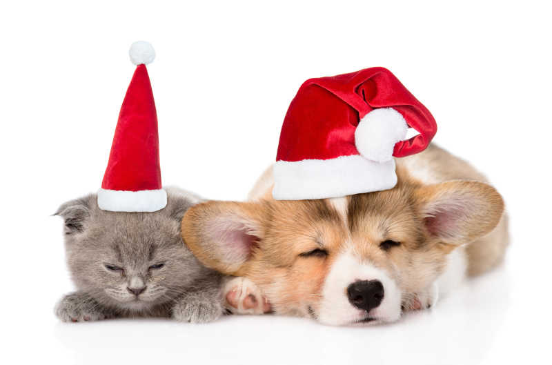 戴着圣诞帽可爱睡着的猫咪与狗狗