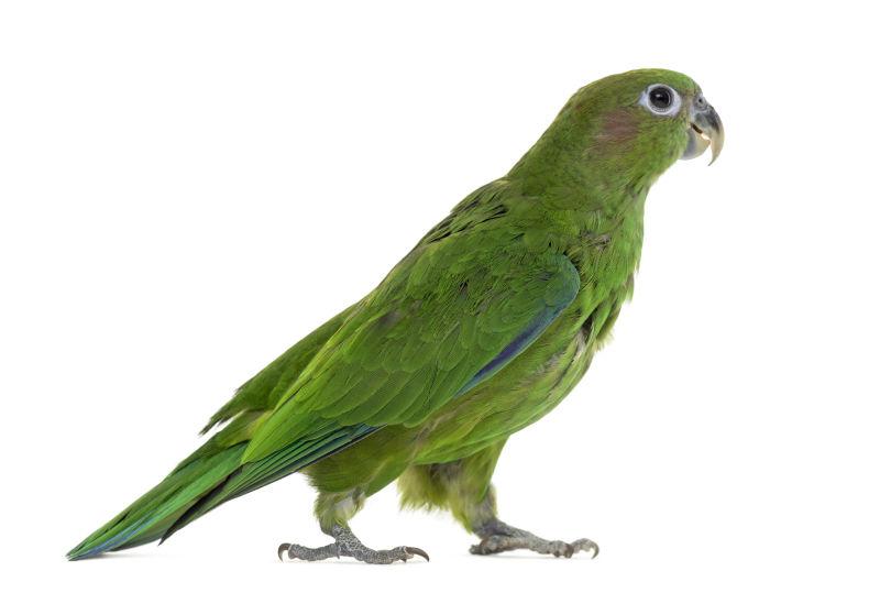 可爱的绿色鹦鹉