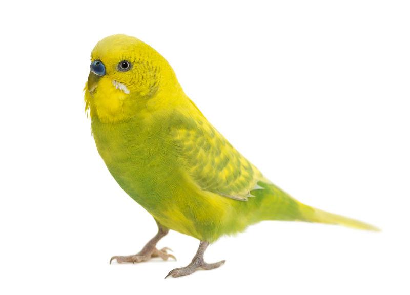 可爱的黄色鹦鹉
