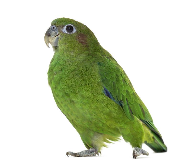 可爱的绿小色鹦鹉