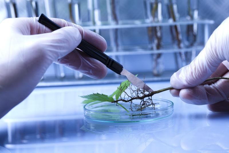 实验室研究植物根系的科学家
