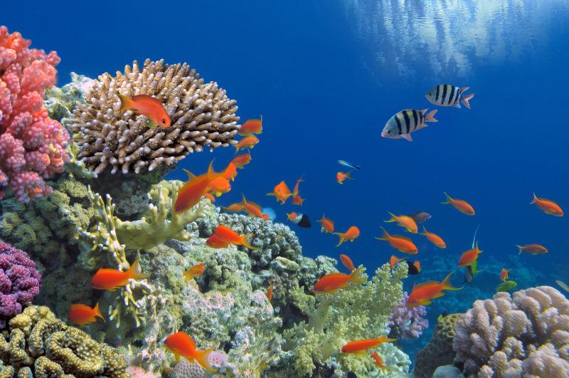 深海海底珊瑚礁里的热带鱼