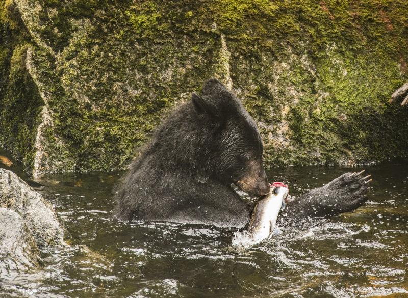 河里面捕鱼的黑熊