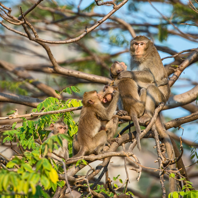 猴子在树上
