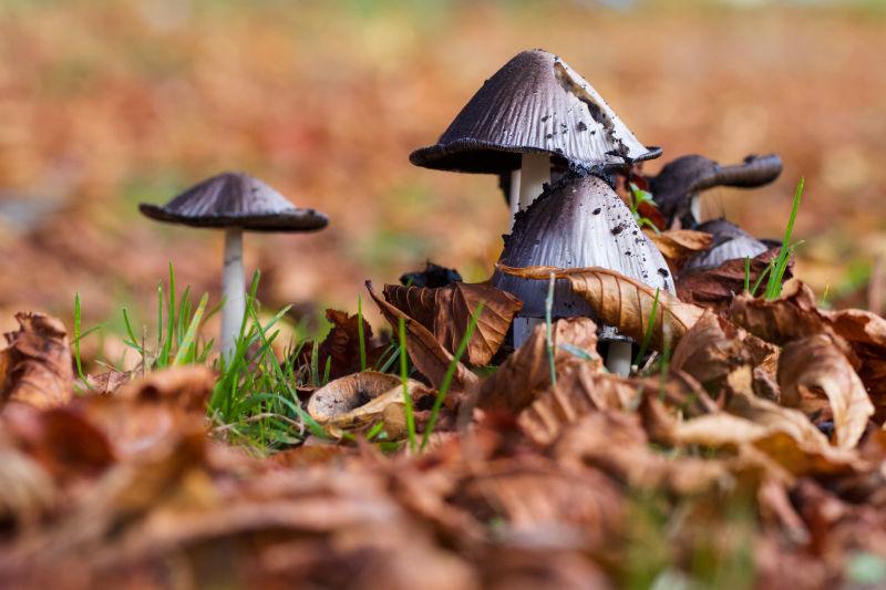 秋天草地上的蘑菇