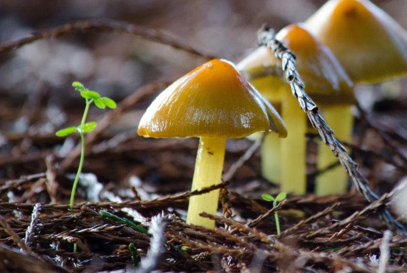 秋天鲜艳的蘑菇