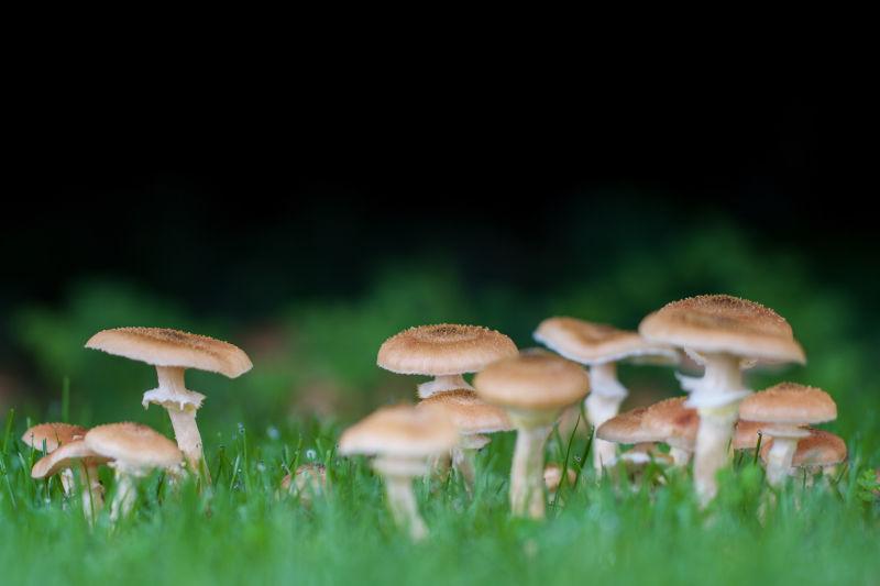 草地上生长的蘑菇