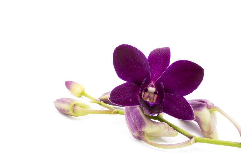 白色背景下的紫色蝴蝶兰