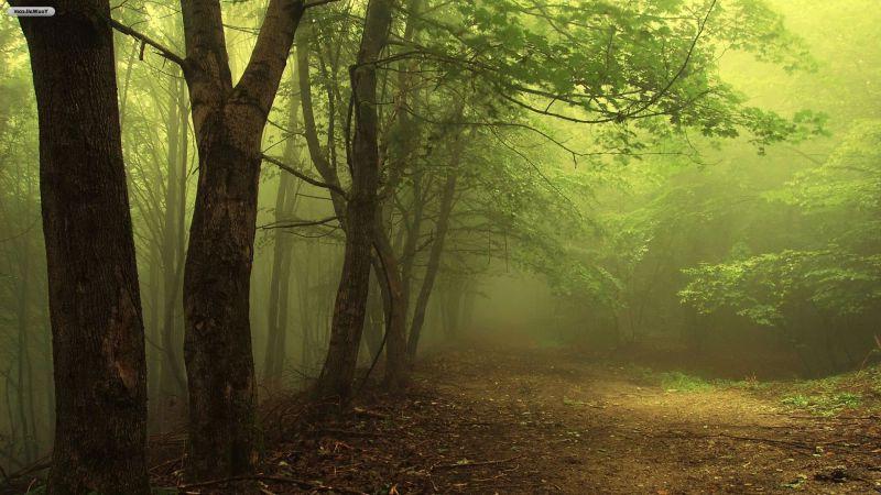 梦幻般的迷雾森林