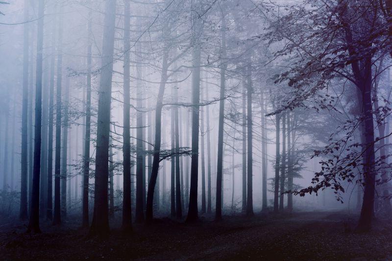 笼罩着浓雾的迷雾森林美景