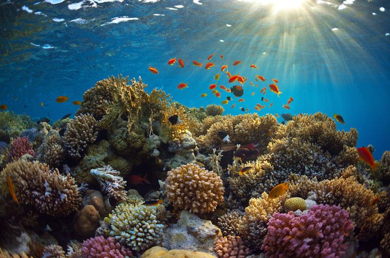 深海美丽的珊瑚礁和一群鱼