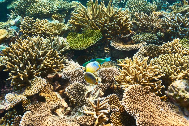 美丽的海底珊瑚礁