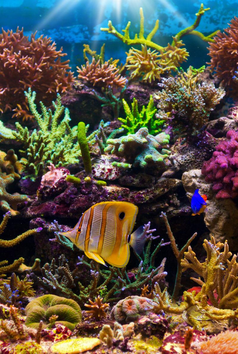 珊瑚礁里游荡的热带鱼