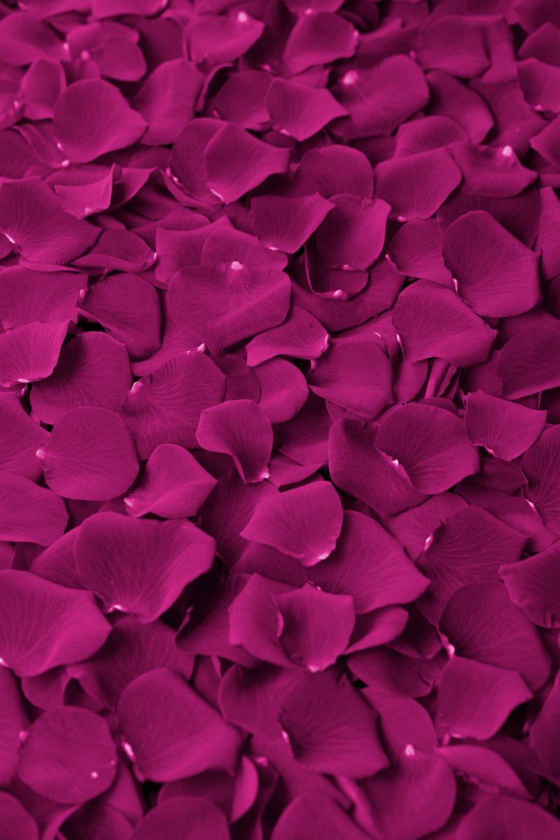 美丽的紫红色玫瑰花瓣背景