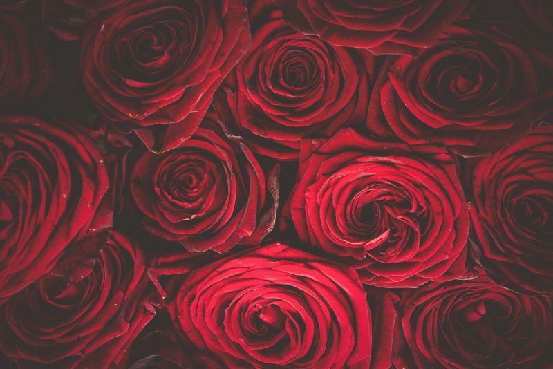 美丽的红玫瑰花卉背景