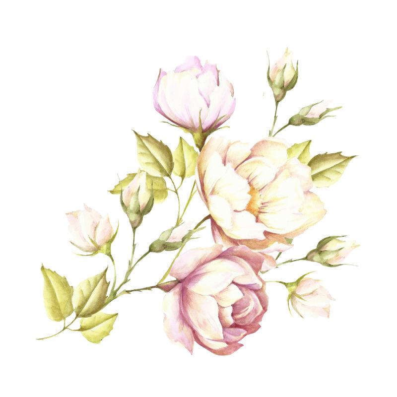 手绘水彩玫瑰图案