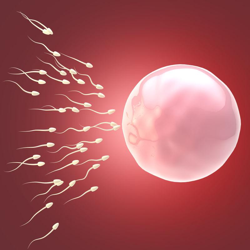 一群奔向卵子的精子