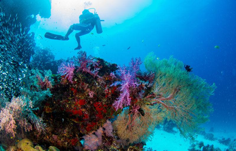 神奇美丽的海底世界的珊瑚