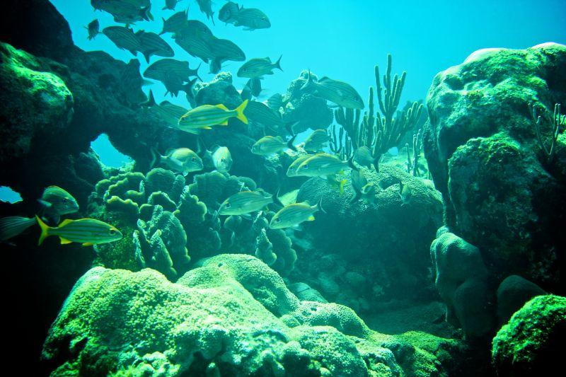 加勒比海珊瑚礁和热带鱼