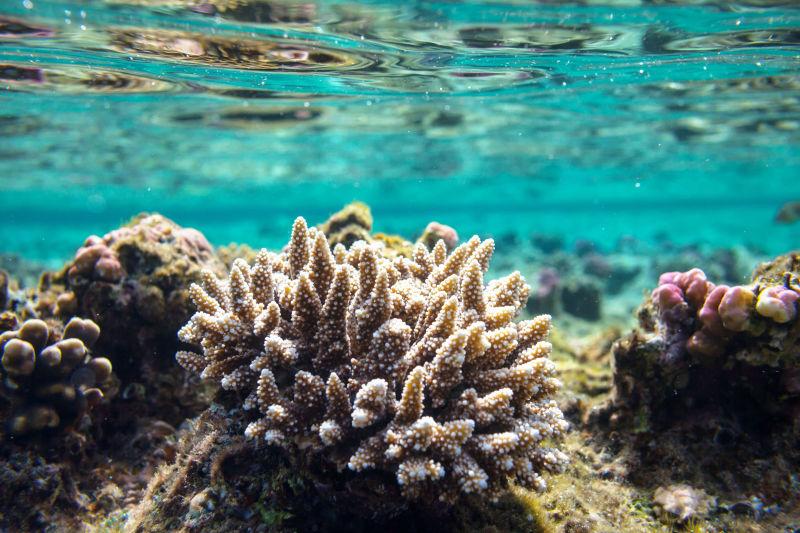 埃及红海珊瑚礁