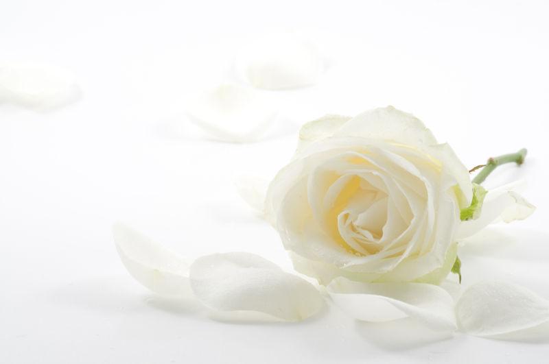 玫瑰花瓣白玫瑰