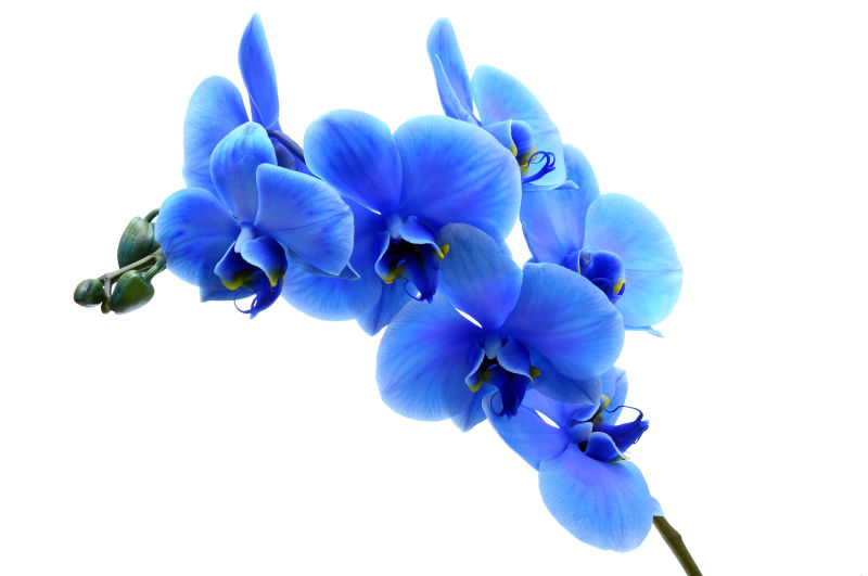 浅蓝色兰花