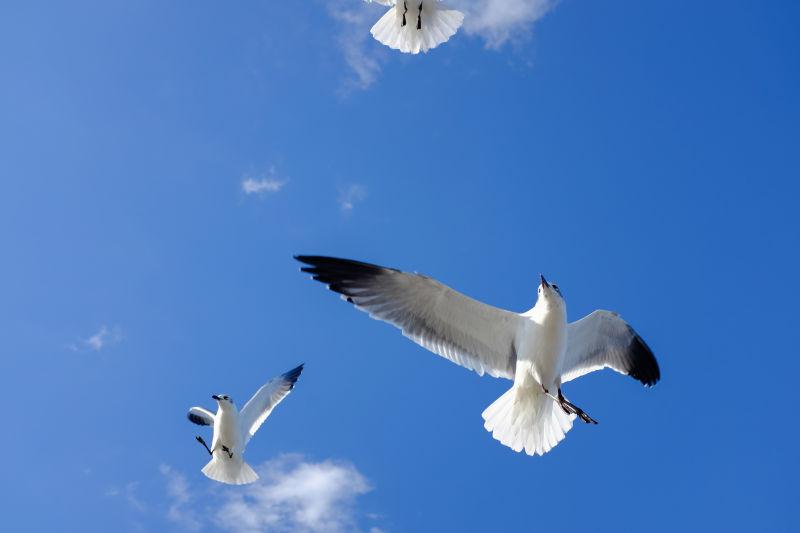 自由的蓝海鸟可以作为背景