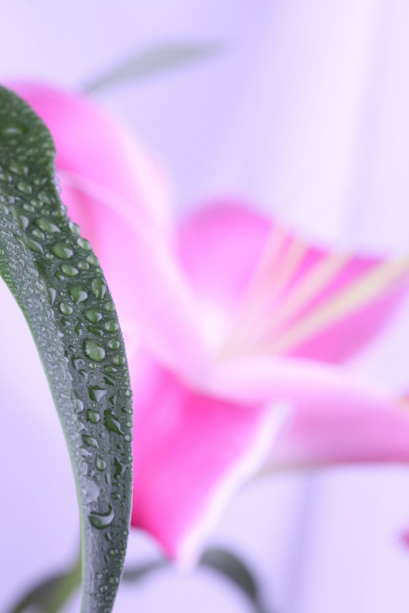 泛着水滴的粉色百合花