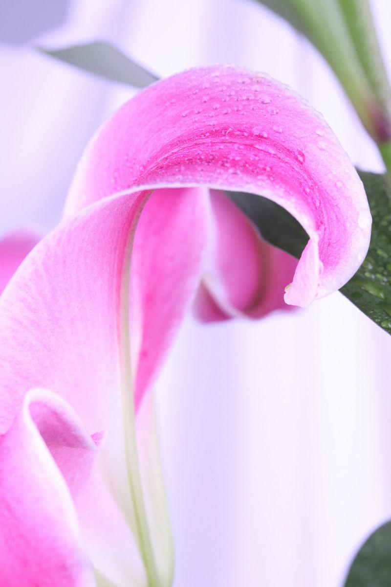粉色的木兰花近景