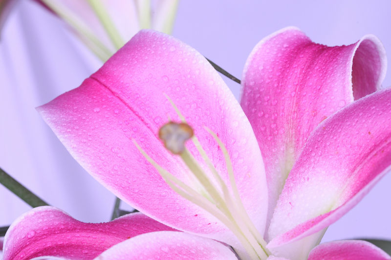 布满水珠的粉色百合花