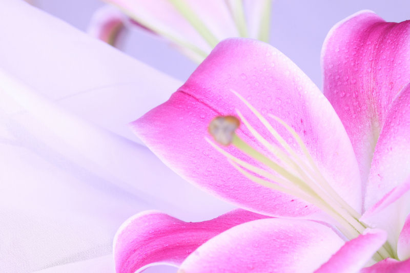 绽放的粉色百合花朵