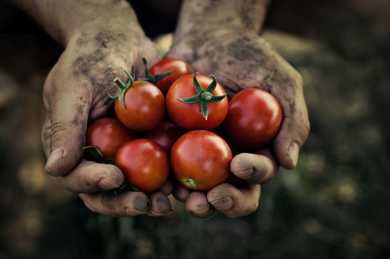 农民手里拿着刚收获的西红柿