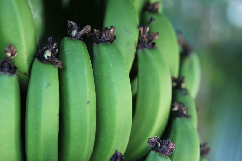绿色没成熟的香蕉