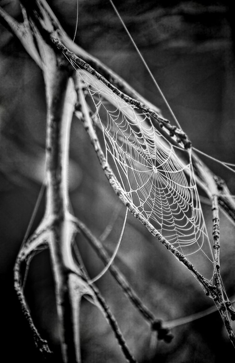 黑白背景的蜘蛛网