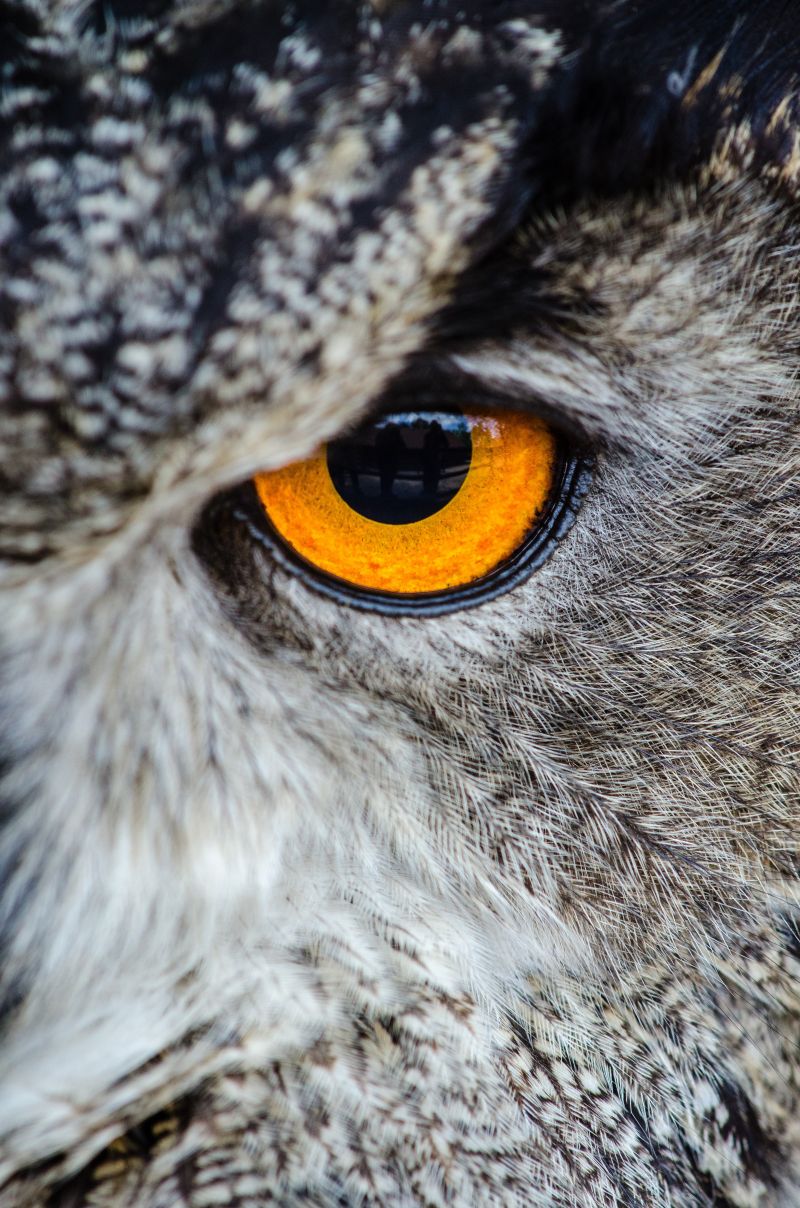猫头鹰的一只眼