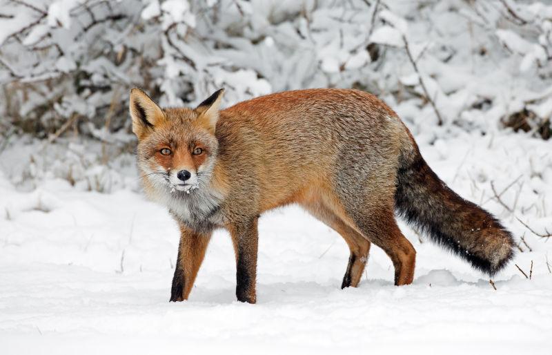 雪地中皮毛丰盛的狐狸