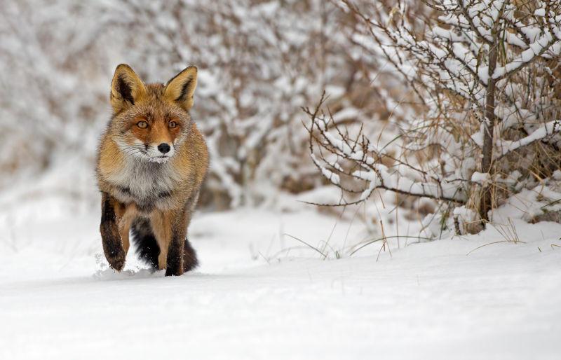 雪地的狐狸