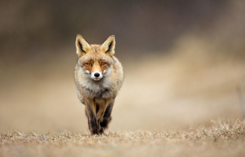 在草地上奔跑的狐狸