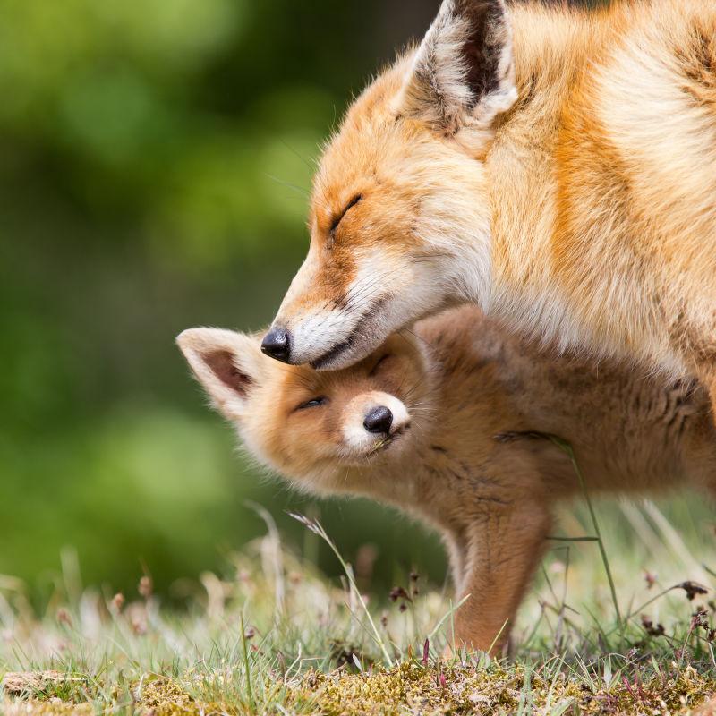 狐狸在爱抚幼崽
