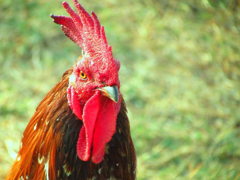 户外绿色草地上的一只有着红色鸡冠子的公鸡