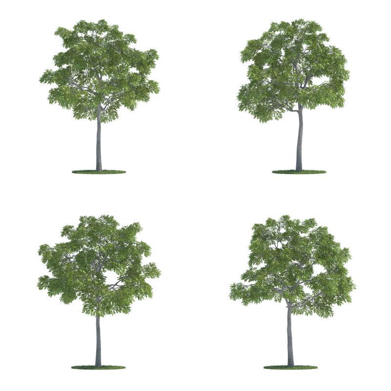 白色背景下的四棵黑核桃树