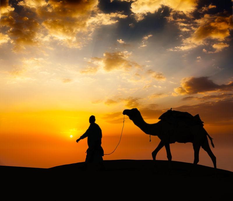 骆驼驾沙漠沙丘骆驼